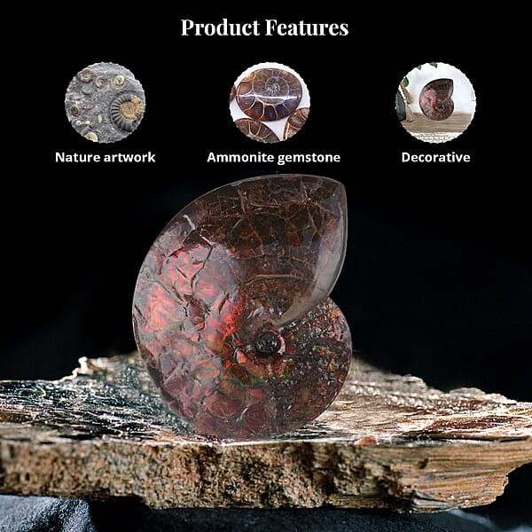 AAA Grade Ammonite Rare Specimen (11 Lbs) Large Ammonite Fossil For Home And Office Decor Gemstone Decorative Table Centerpiece