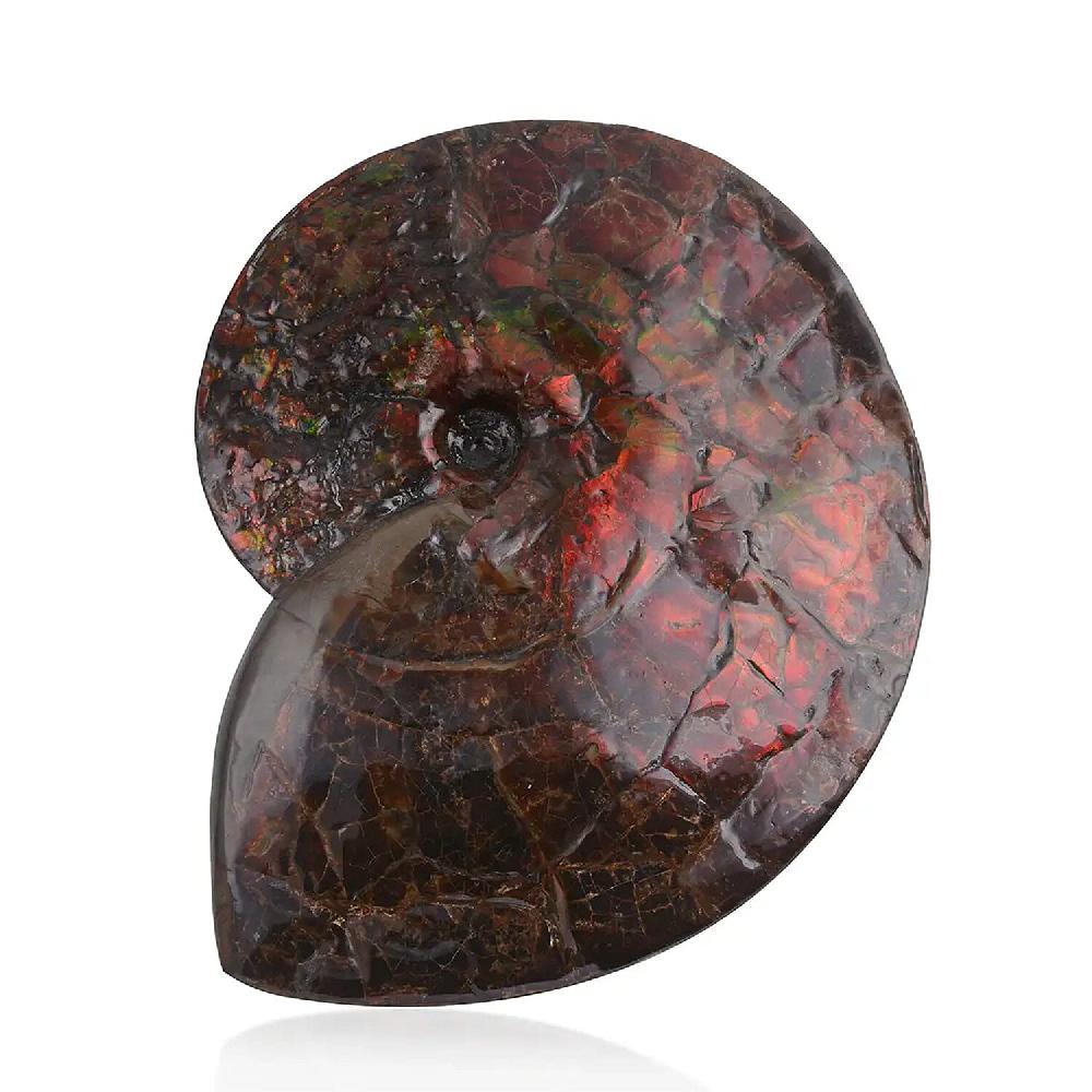 AAA Grade Ammonite Rare Specimen (11 Lbs) Large Ammonite Fossil for Home and Office Decor Gemstone Decorative Table Centerpiece