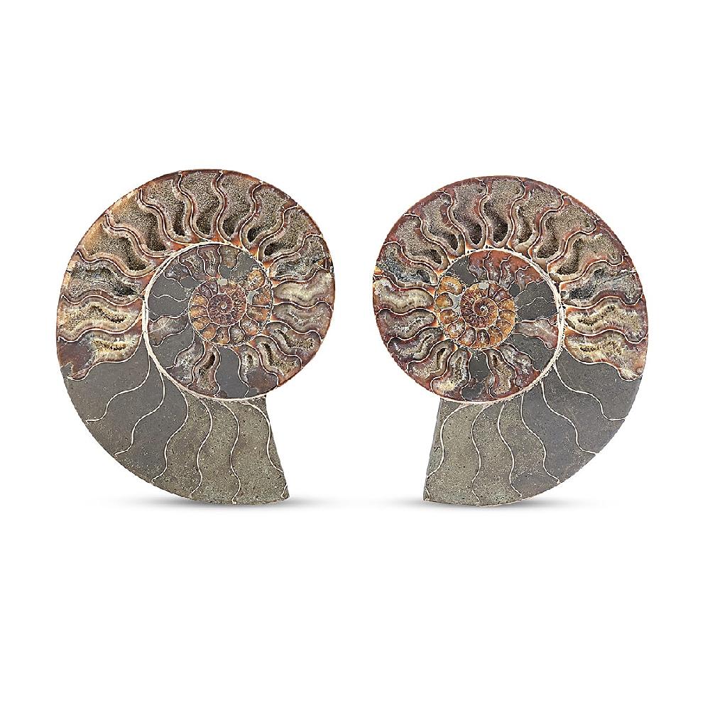 Ammonite Pair 7 Inch To 8 Inch 5896ctw