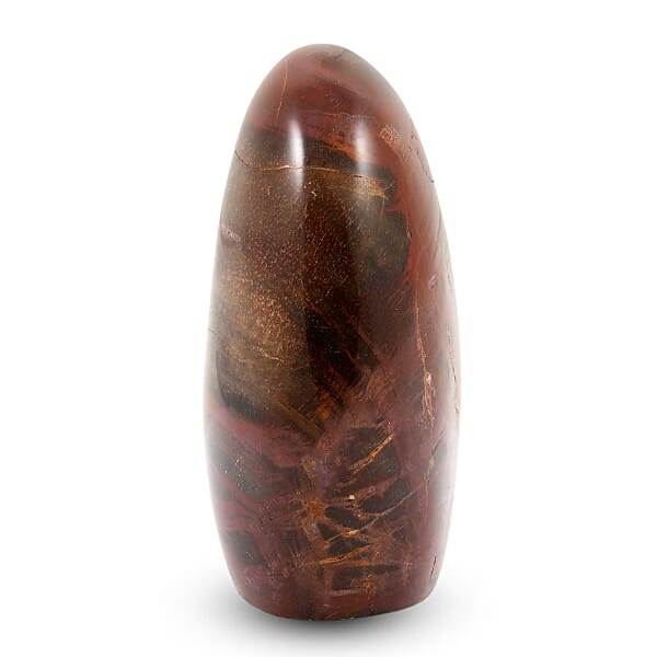 Petrified Wood Freeform -Small 1345ctw
